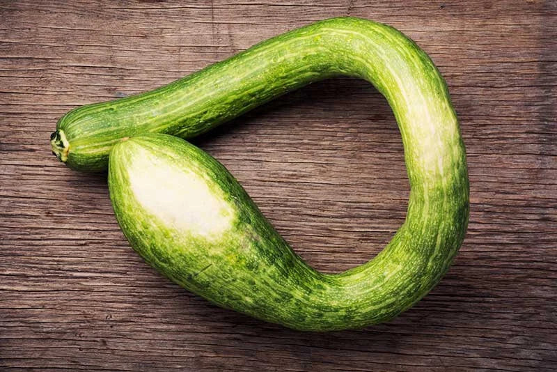 Tromboncino Squash Seeds - Heirloom Cucurbita moschata, 25+ Garden Planting Seeds for Vegetables, Vining, Full Sun, USA