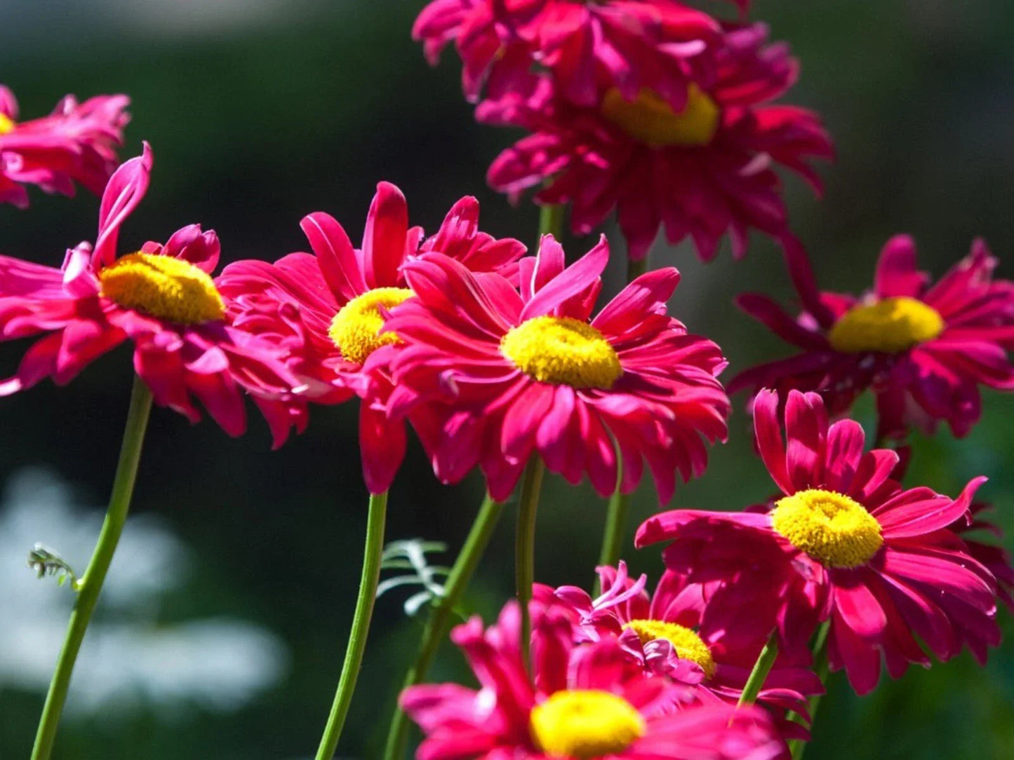 Painted Daisy Seeds - Non-GMO Bellis perennis Perennial Flower Seeds for Garden, Borders, Containers, 50+ Pack
