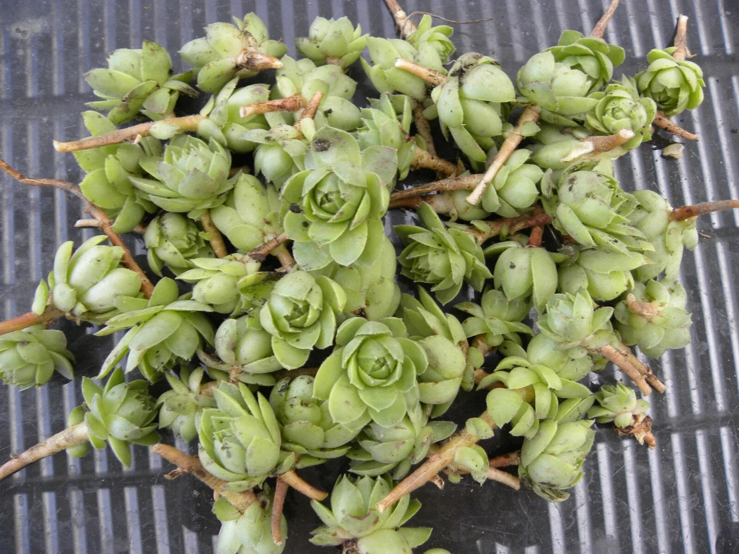Lot of 50 Succulent Plants – Hens & Chicks Echeveria spp. – Small Perennial Rosette Succulents for Gardening