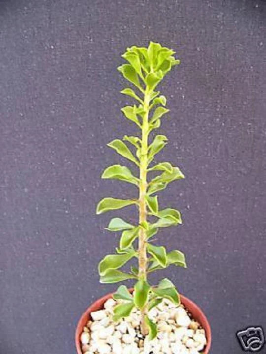 Rare Pereskia portulacifolia Cactus Plant - 4-Inch Aloe Variety with Natural Bonsai Caudex - Unique Succulent for Collectors
