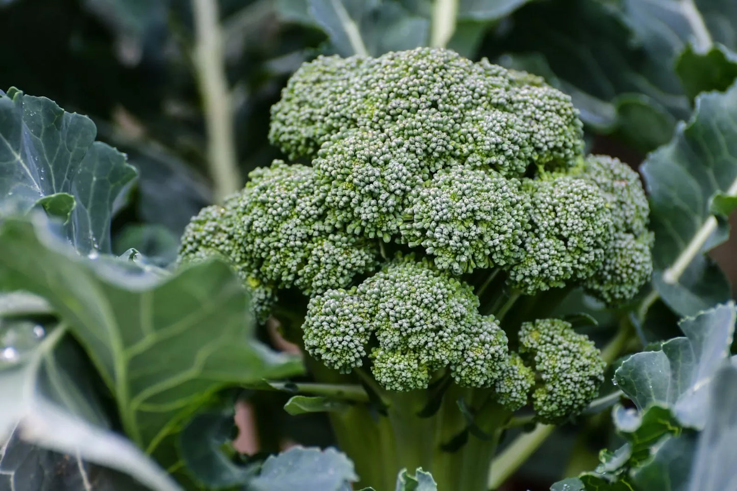 Broccoli Seeds - 800+ Count Waltham 29 Heirloom Brassica oleracea Vegetable Seeds for Home Gardening
