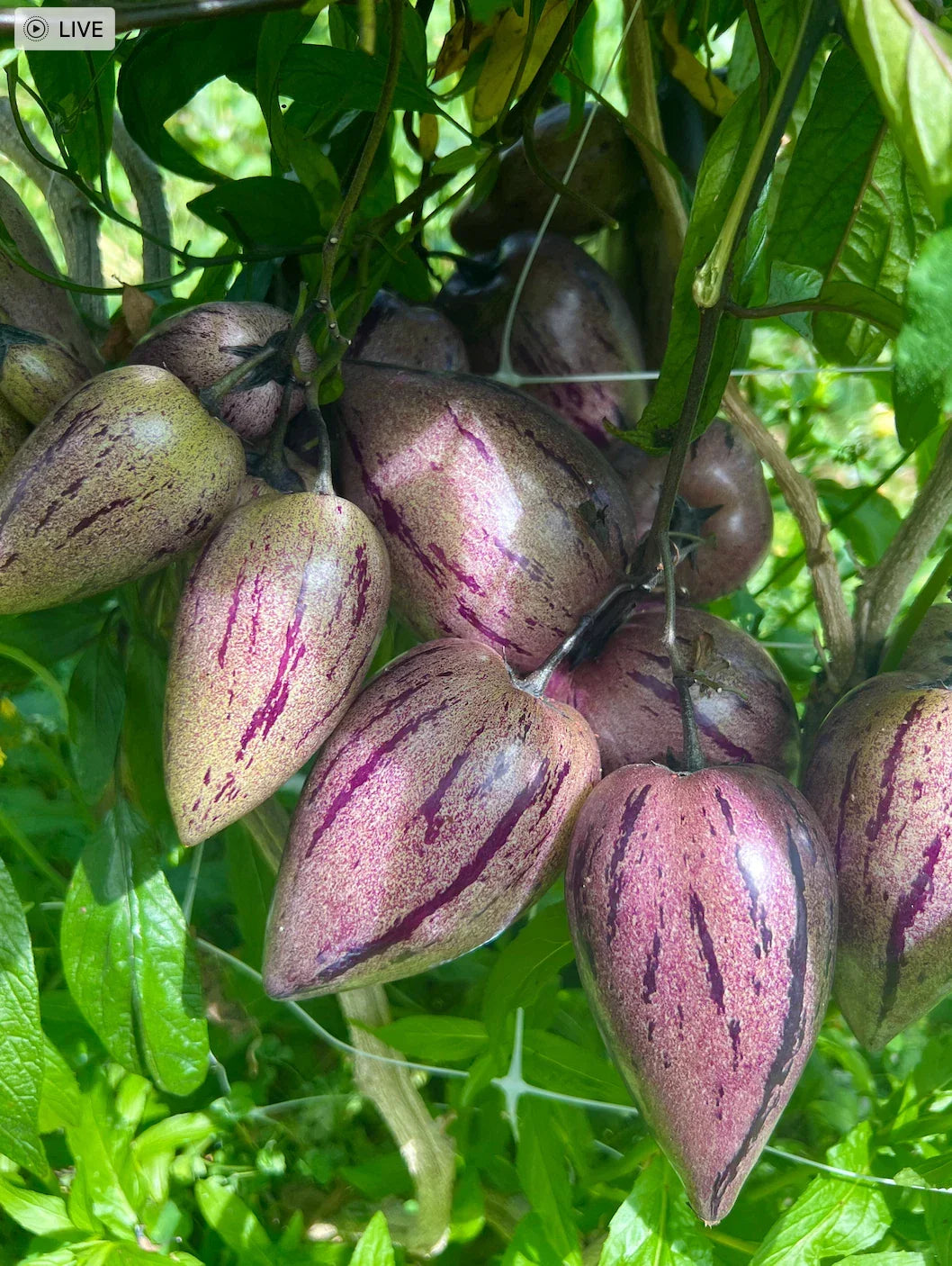 Purple Pepino Melon Cuttings – 6 Fresh Edible Solanum muricatum 'Stripey' Plant Clippings for Gardening