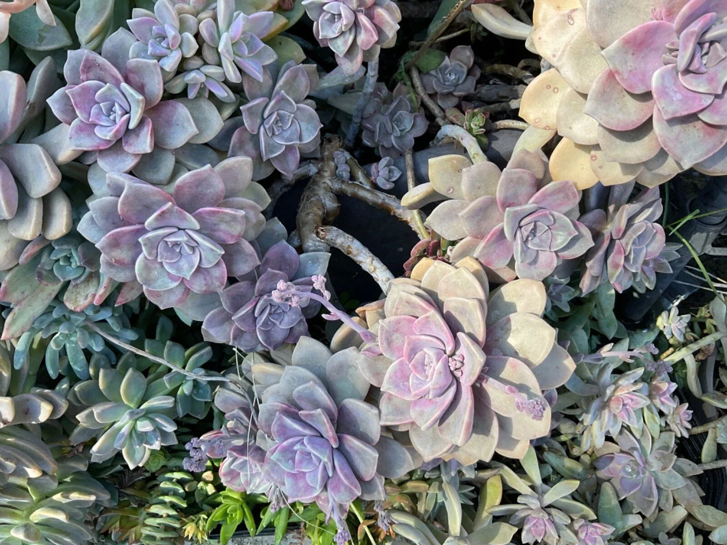 Graptopetalum Purple Delight Succulent Plant in 4-inch Pot, Rare Indoor Plant for Home Decor, Succulent Collection