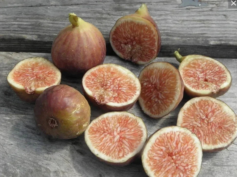 Florea Fig Seeds - 100+ Ficus carica Fruit Tree Seeds for Garden Planting, Non-GMO, USA
