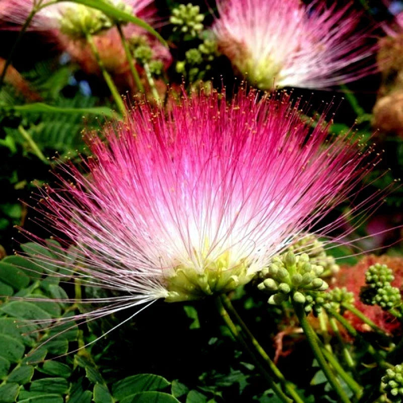 Rain Tree Seeds - 20 Count - Albizia saman - Monkey Pod Tropical Tree Seeds for Gardening and Landscaping