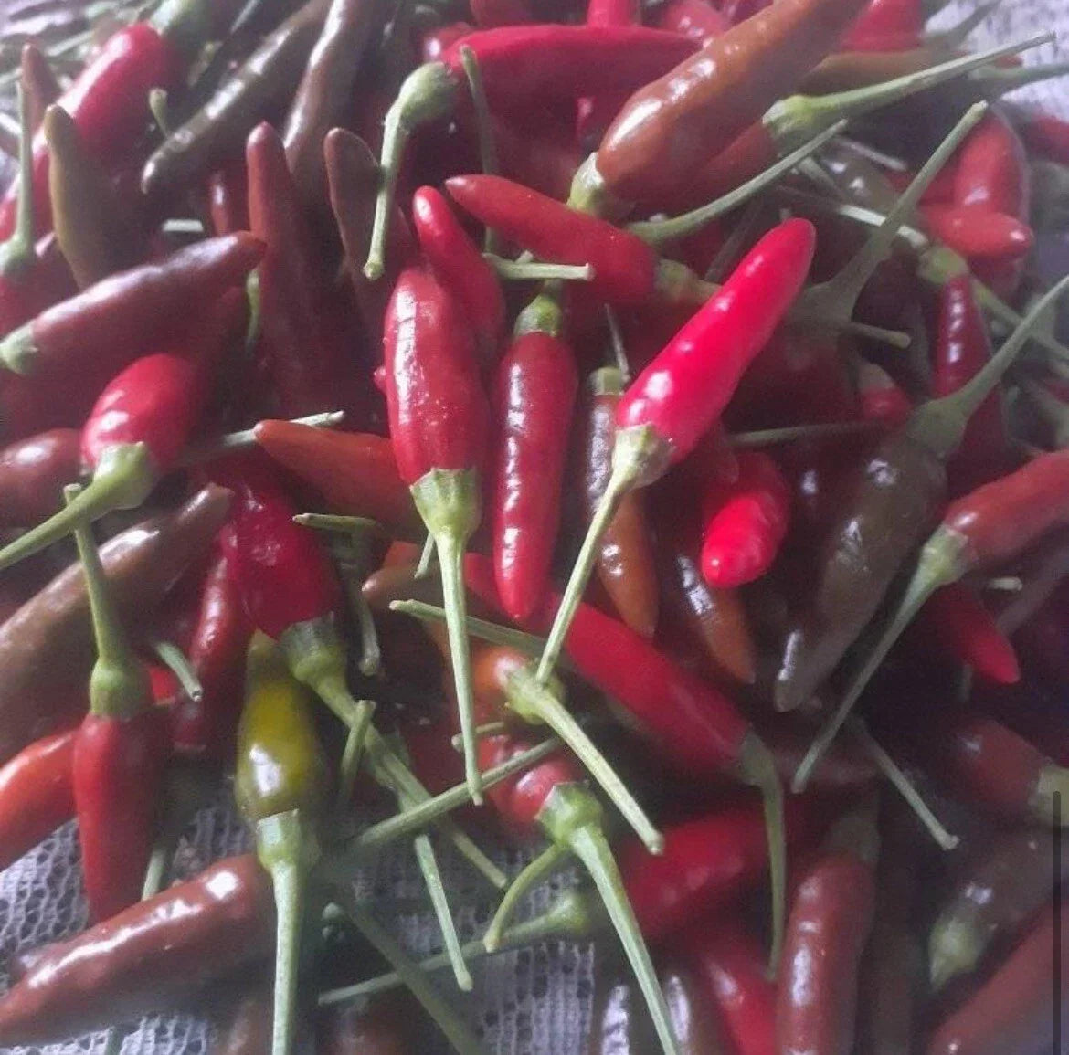 Bird's Eye Chili Pepper Seeds - Non-GMO Capsicum annuum for Spicy Cooking & Gardening - Compact 18-24 Inch Plants