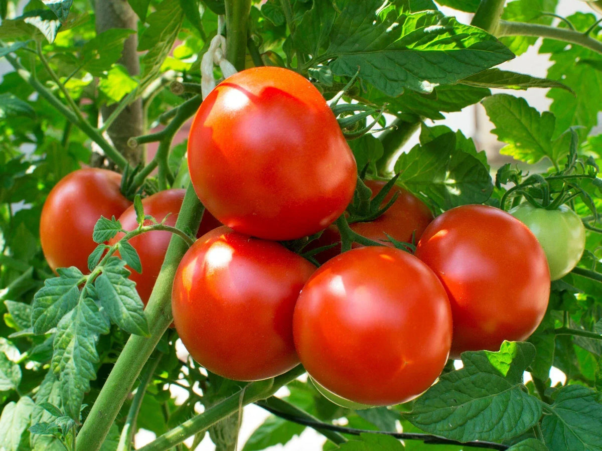 Heat Tolerant Tomato Seeds - 25 Count - Homestead Variety - Solanum lycopersicum - Ideal for Warm Climates