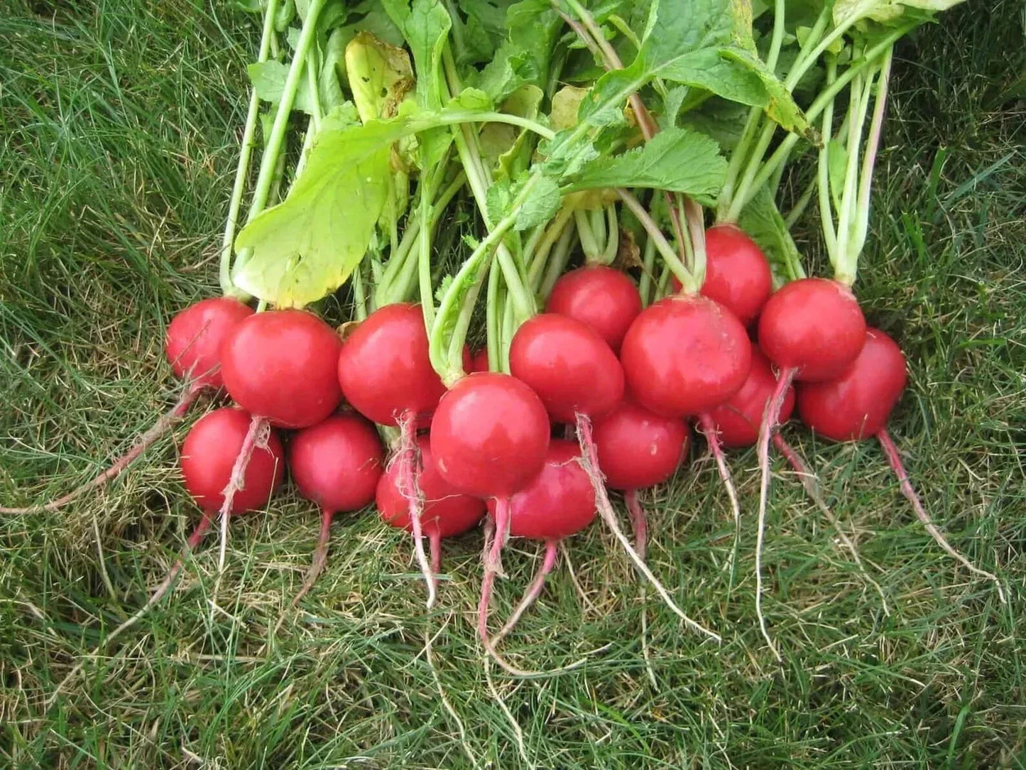 Champion Radish Seeds - Heirloom Organic Non-GMO Raphanus sativus, Fast-Growing, Crisp, 50+ Seeds for Salad Gardens