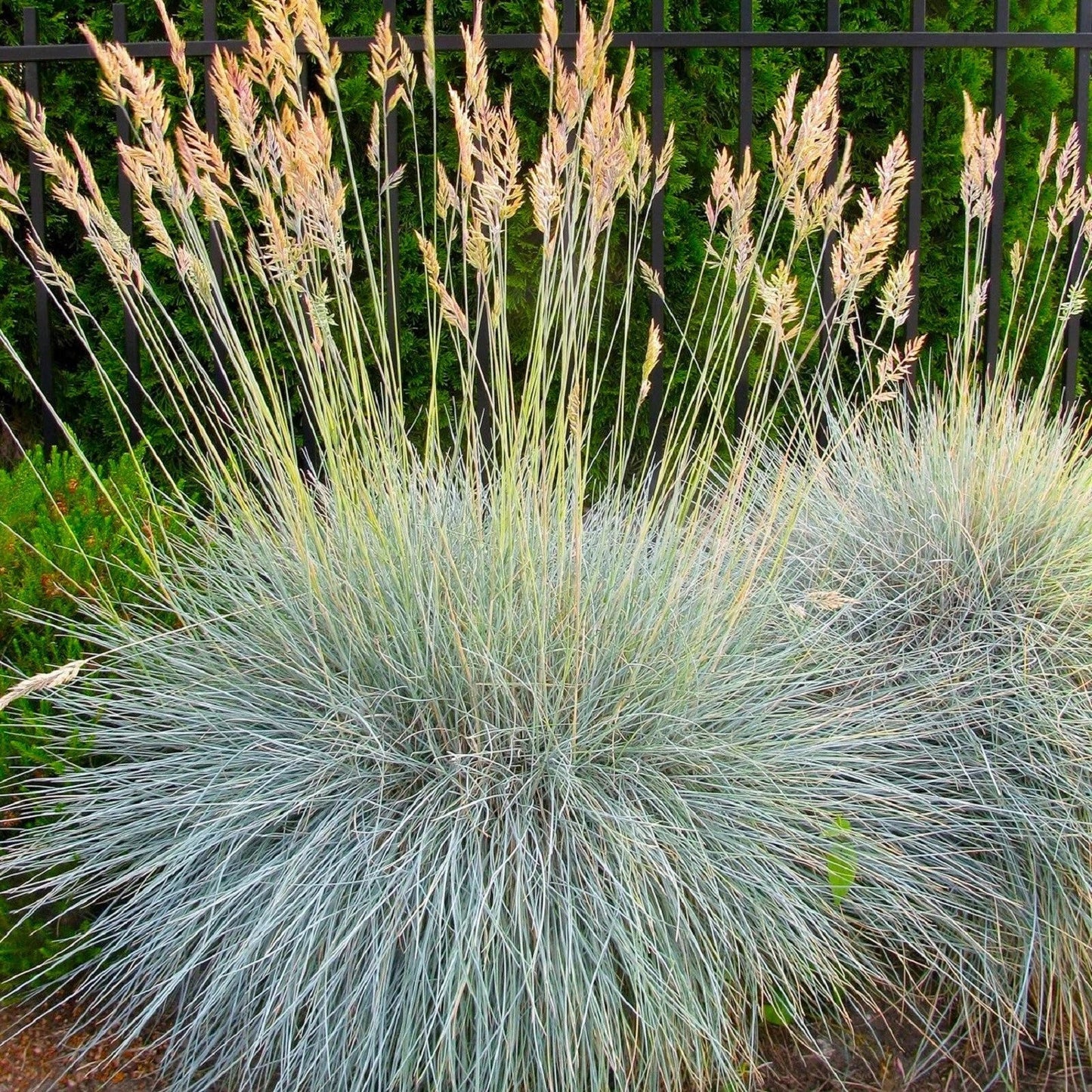 Blue Fescue Grass Seeds - Festuca glauca, Drought-Tolerant Ornamental Grass for Gardens, Borders & Ground Cover, 300+ Seeds