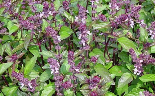 Cinnamon Basil Seeds - Culinary & Medicinal Herb - Aromatic Flavor for Beverages - Ocimum basilicum 'Cinnamon'
