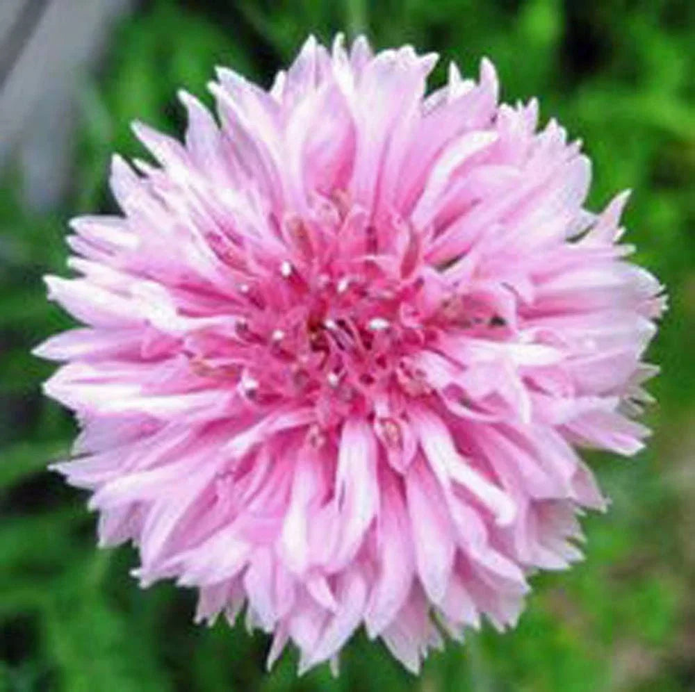 Bachelor Button Seeds, 50 Count, Tall Pink Variety, Centaurea cyanus, Bright Blooms for Gardens & Cut Flowers