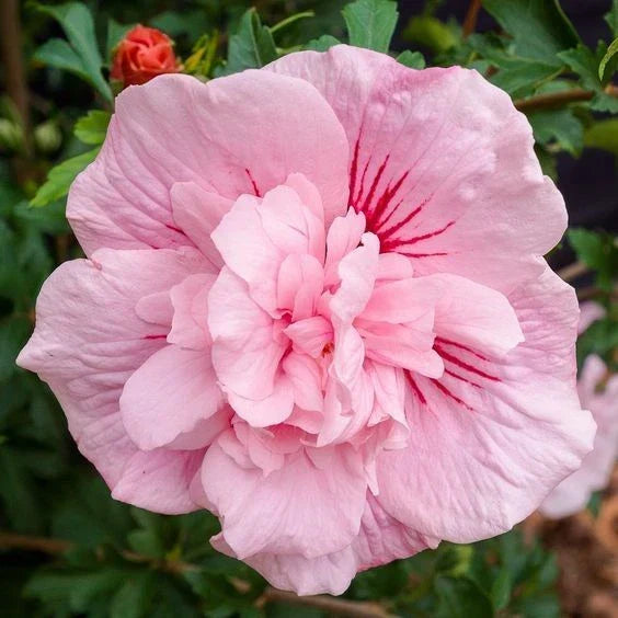 Double Light Pink Hibiscus Seeds - Perennial Flower Seeds for Garden, Containers, Pollinator Attractant - Hibiscus rosa-sinensis, 20 Pack