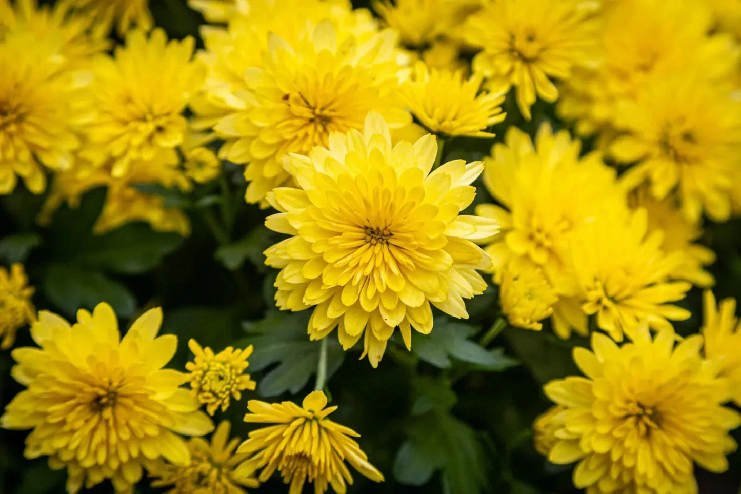 Yellow Chrysanthemum Live Plant, Perennial, Bushy Growth, Chrysanthemum morifolium