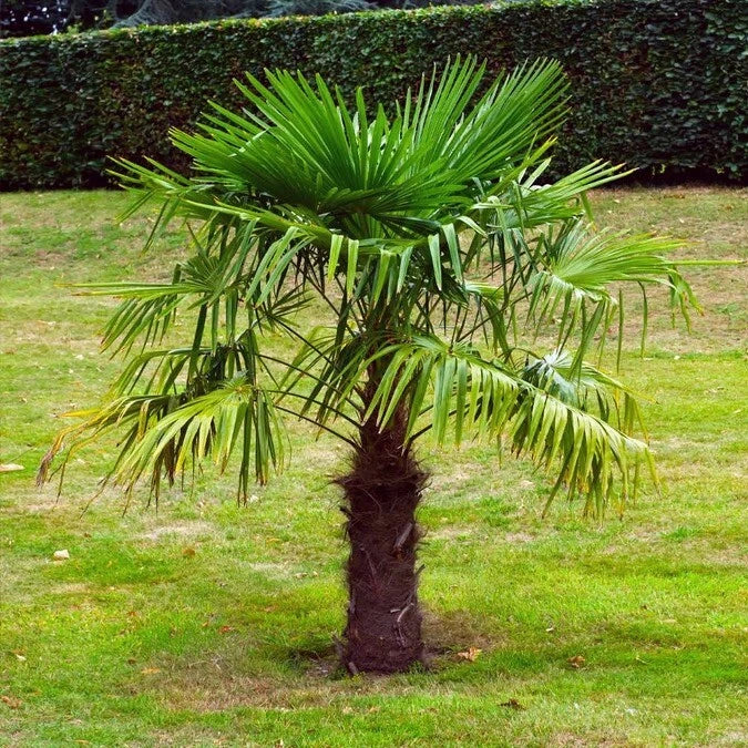 Windmill Fan Palm Seeds - Trachycarpus fortunei, Cold-Hardy Palm Tree Seeds for Landscaping & Container Gardening, 10 Pack
