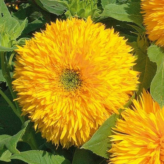 Sunflower Seeds Tall Teddy Bear Variety Non-GMO Helianthus annuus Fluffy Blooms for Garden, Cut Flowers & Pollinators - 100 Seeds