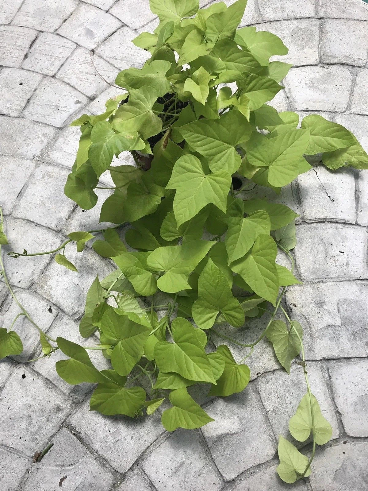 Sweet Potato Vine Plants - 6 Fresh Root Cuttings - Green Foliage - Ipomoea batatas - Easy to Grow Indoor Garden or Container Plant