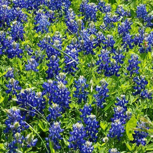 Texas Bluebonnet Wildflower Seeds - Heirloom Non-GMO Lupinus texensis for Sun/Partial Shade Garden Planting, 50 Seeds