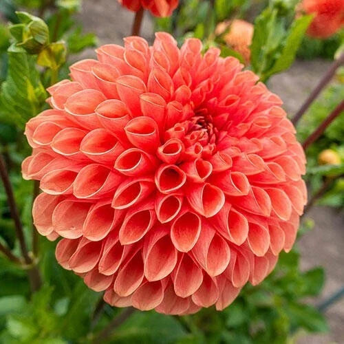 Dahlia Seeds - Linda Variety - Perennial Flower Seeds for Garden & Container - Dahlia pinnata