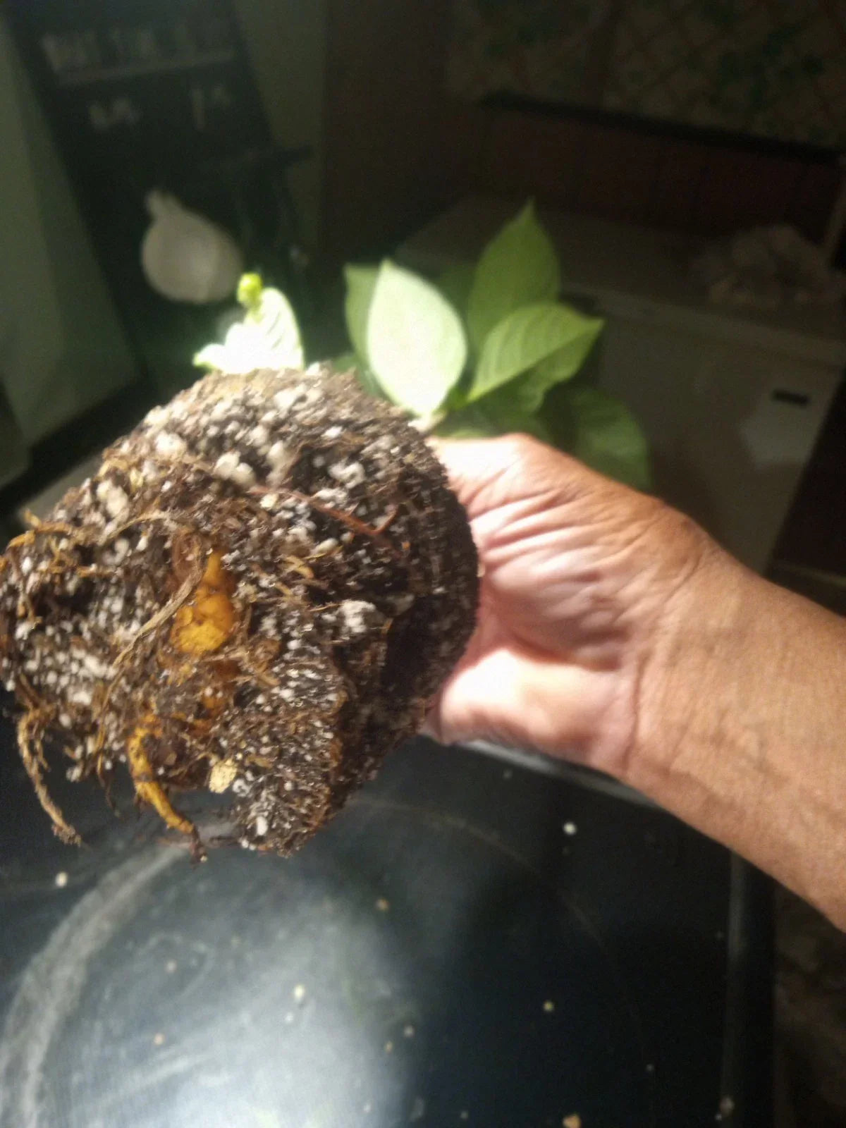 Baobab Tree Plant in 4-Inch Pot | Adansonia Digitata | Fully Rooted, 23-25 Inches Tall | Exotic Indoor or Outdoor Plant