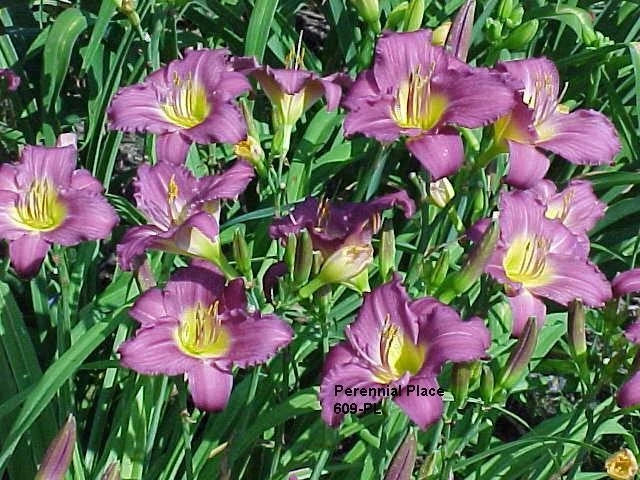 Daylily Plant Clump - 3 Bright Purple Little Grapette Hemerocallis - Reblooms, Perennial, Deer Resistant, Easy to Grow