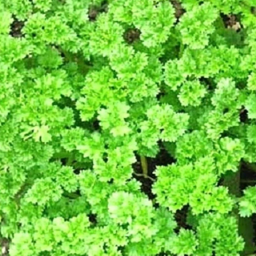 Triple Curled Parsley Seeds – Heirloom NON-GMO Petroselinum crispum for Culinary Gardens