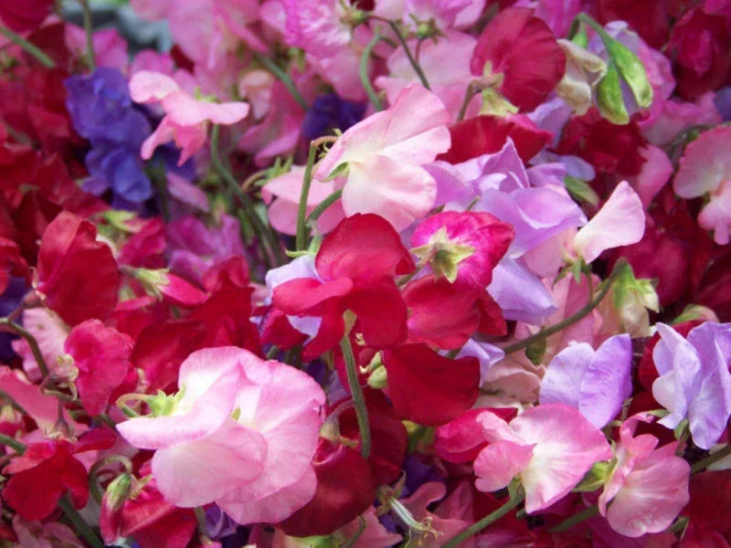 Sweet Pea Seeds Royal Mix – Fragrant Climbing Flowers for Gardens & Cut Flowers – Lathyrus odoratus, 33 Seeds