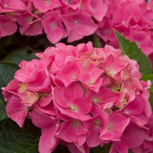 Vienna Pink Hydrangea Seeds - 5 Perennial Flower Seeds for Pink Blooms - Hydrangea macrophylla Garden Seeds