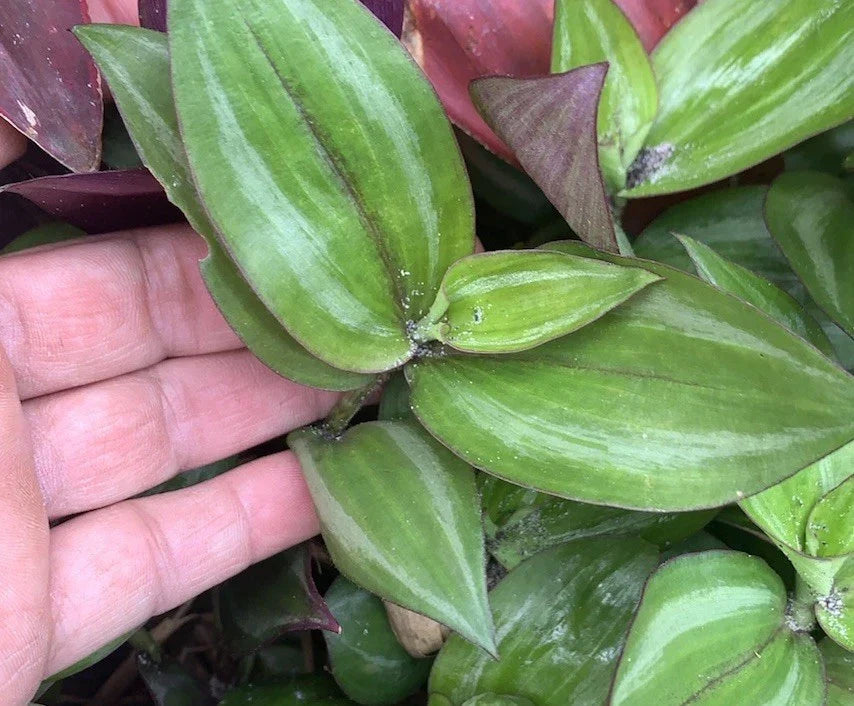 Wandering Jew Cuttings - 20 Fresh Tradescantia zebrina Propagation Vines for Indoor Garden, Trailing Green and Purple Foliage
