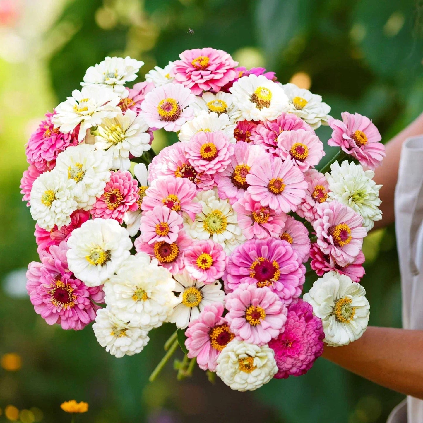 Zinnia Seeds Mix - 100+ Flower Seeds for Garden - Zinnia elegans - Vibrant Blooming Annuals for Borders & Containers