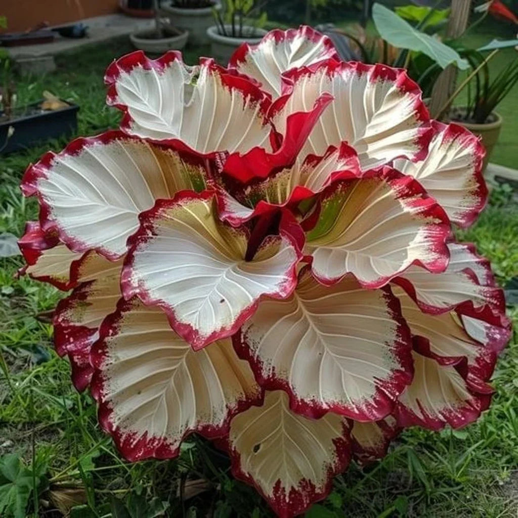 Crimson Burst Calathea Seeds - 25+ Pack for Indoor & Outdoor Planting, Vibrant Foliage, Easy to Grow, Calathea 'Crimson Burst'
