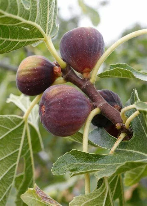Fruiting Fig Tree Potted Plant - Olympian Ficus Carica - Edible Purple Figs - Indoor/Outdoor Garden Tree