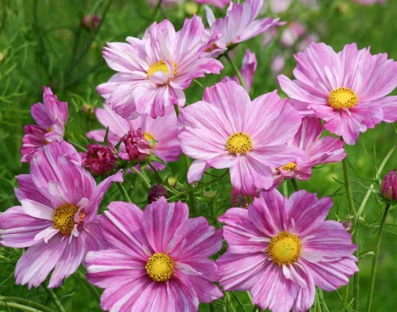 Rosetta Cosmos Seeds - 200+ Pack, Bright Pink & White Flowers, Cosmos bipinnatus, Easy to Grow Annual for Garden Beds & Borders