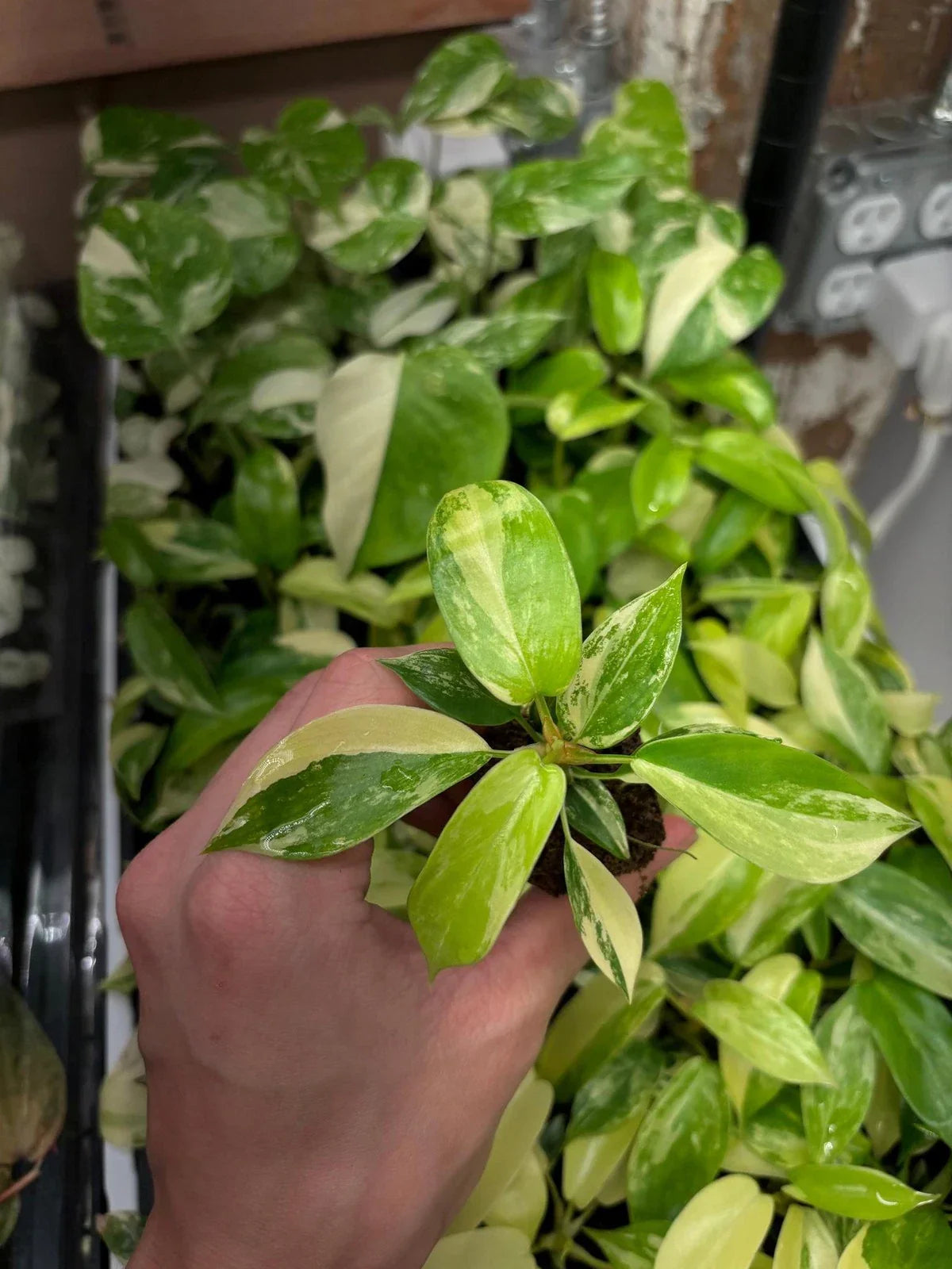 Philodendron Starter Plug - Variegated Florida Beauty - Growers Choice - Philodendron bipinnatifidum