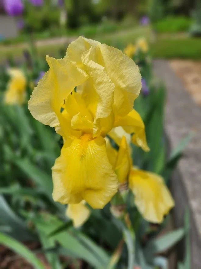 Tall Bearded Iris Live Plants – Ruffled Yellow Varieties – Iris germanica – Garden Flowering Bulbs for Landscape and Borders