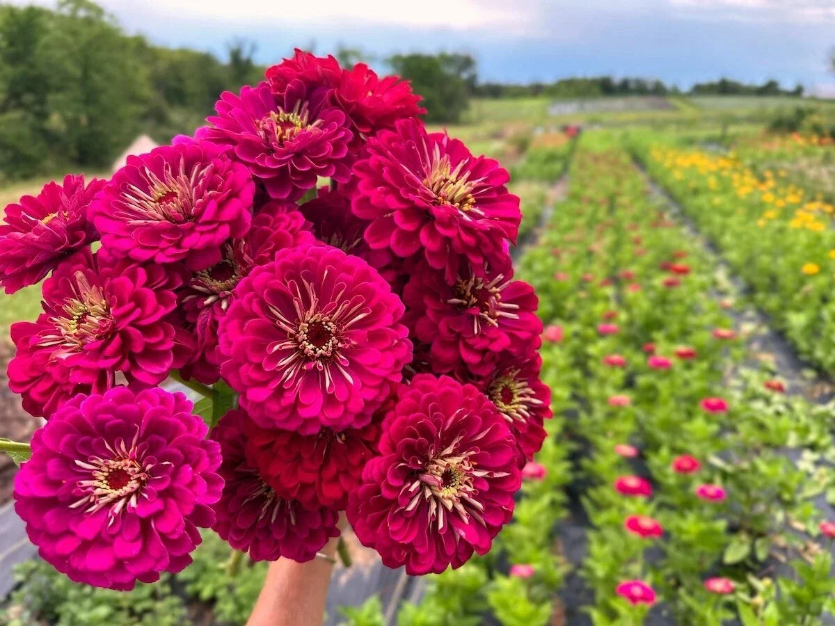 Benary Giant Wine Zinnia Seeds – 100+ Non-GMO Zinnia elegans Flower Seeds for Garden, Cut Flowers & Borders – USA Quality