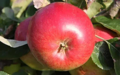 Wealthy Apple Seeds Pack - 25+ Malus domestica for Home Garden, Orchard, Backyard Planting, USA Origin