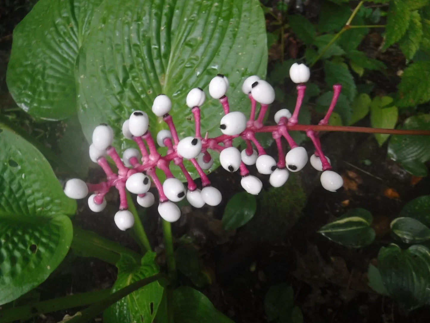 Actaea pachypoda Seeds - White Baneberry Perennial - Doll's Eye Plant Seeds - Pack of 5