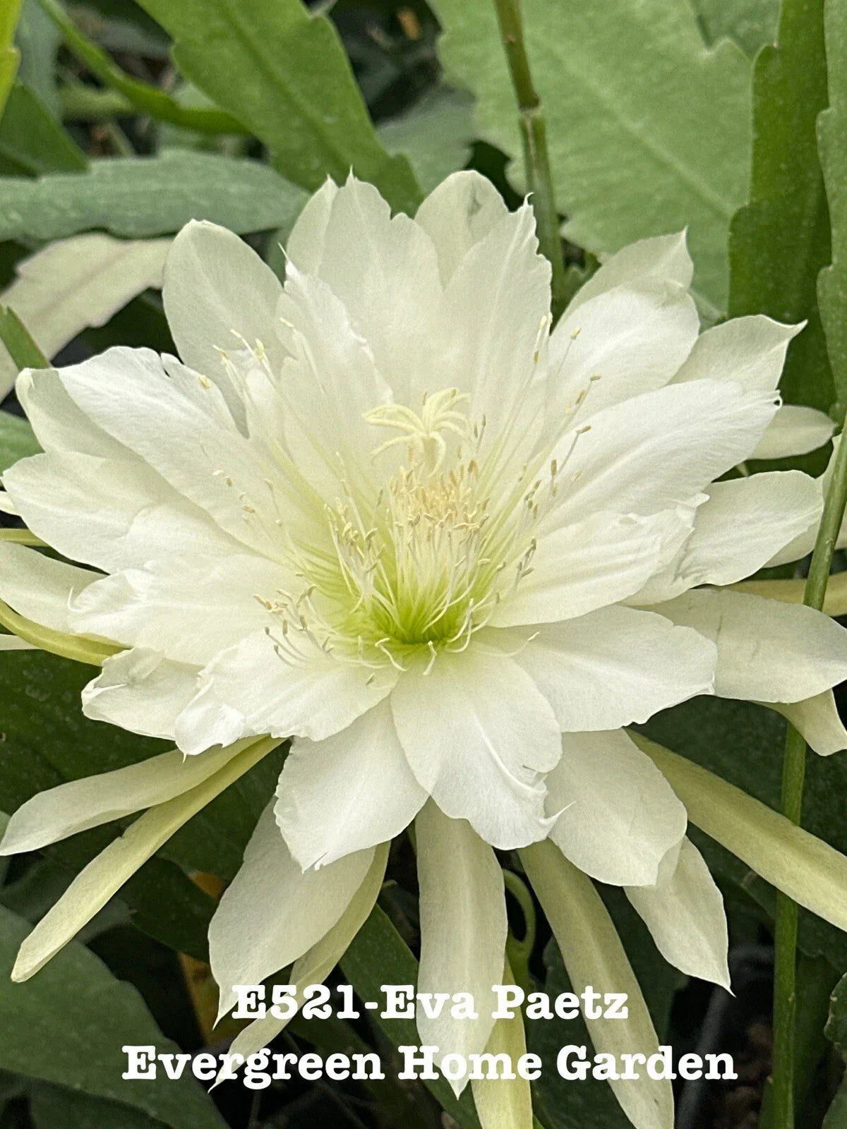 Epiphyllum Orchid Cactus "Eva Paetz" 4-Inch Starter Pot - Rooted Tropical Houseplant, Succulent Variety, Indoor Garden, Easy-Care, Bright Blooms