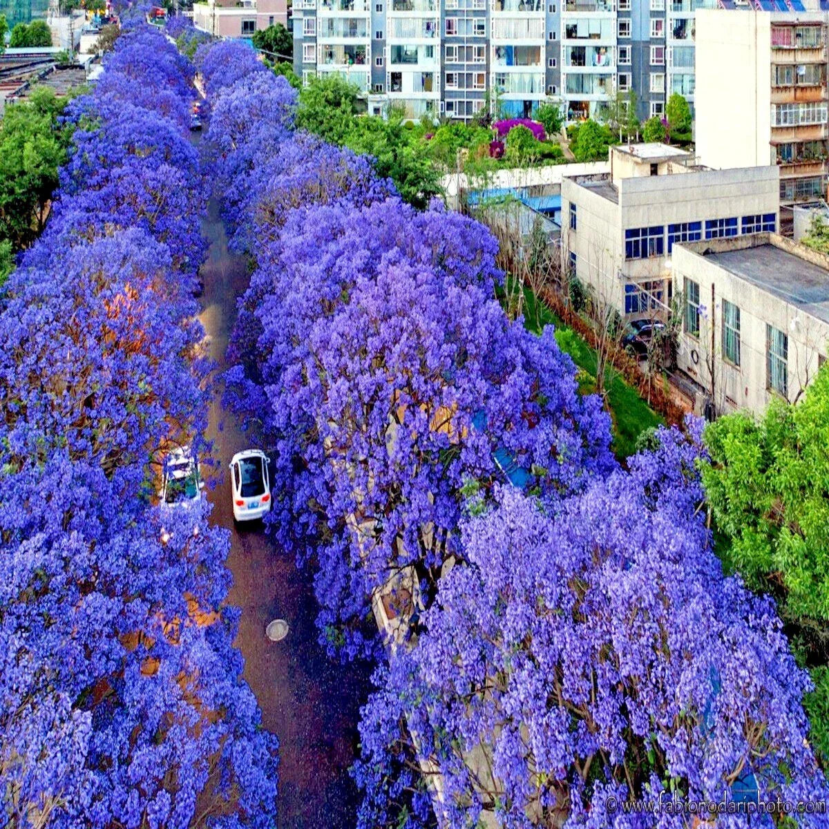 Jacaranda Fern Tree Seeds – Tropical Blue Flowers – Mimosifolia acutifolia – Exotic Garden Plant Seeds – Pack of 10