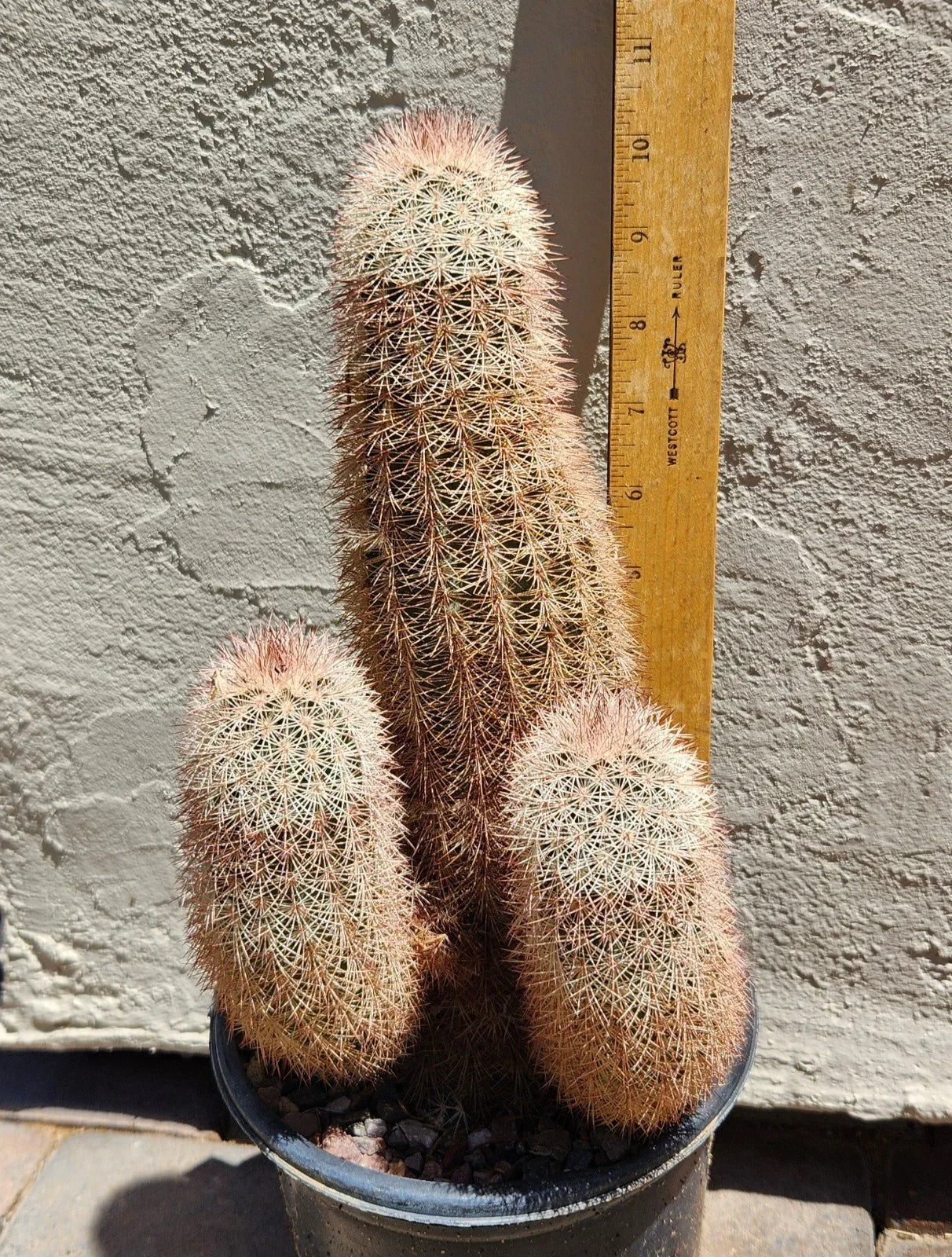 Echinocereus Dasyacanthus Texas Rainbow Cactus Live Rooted Plant - Colorful Succulent for Indoor Outdoor Garden