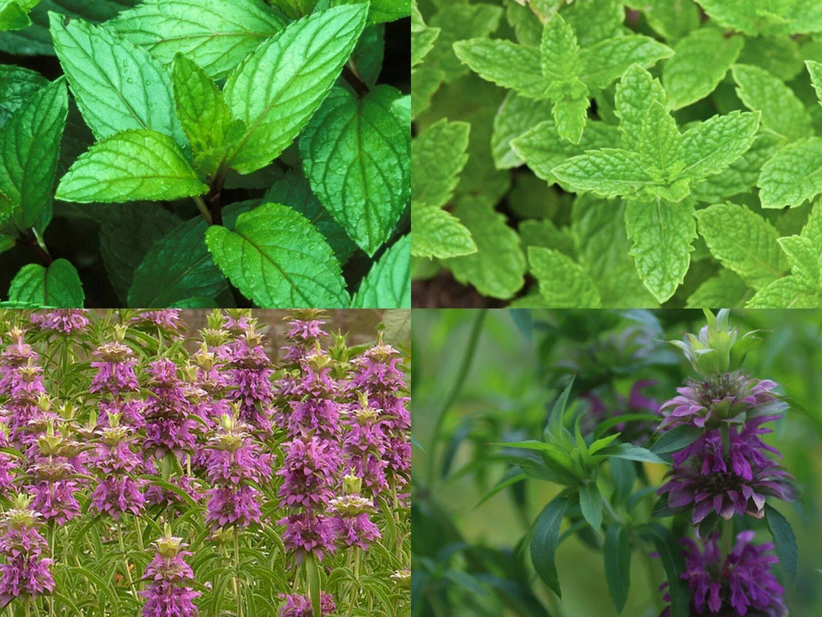 Mint Mix 4 Packs - Peppermint, Spearmint, Lemon Mint, Lemon Balm - Fresh Culinary Herbs - Mentha spp.