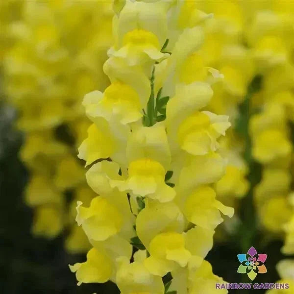 Potomac Yellow Snapdragon Seeds - 1000+ Non-GMO Antirrhinum majus for Garden, Borders, Containers, Full Sun, Yellow Flowers