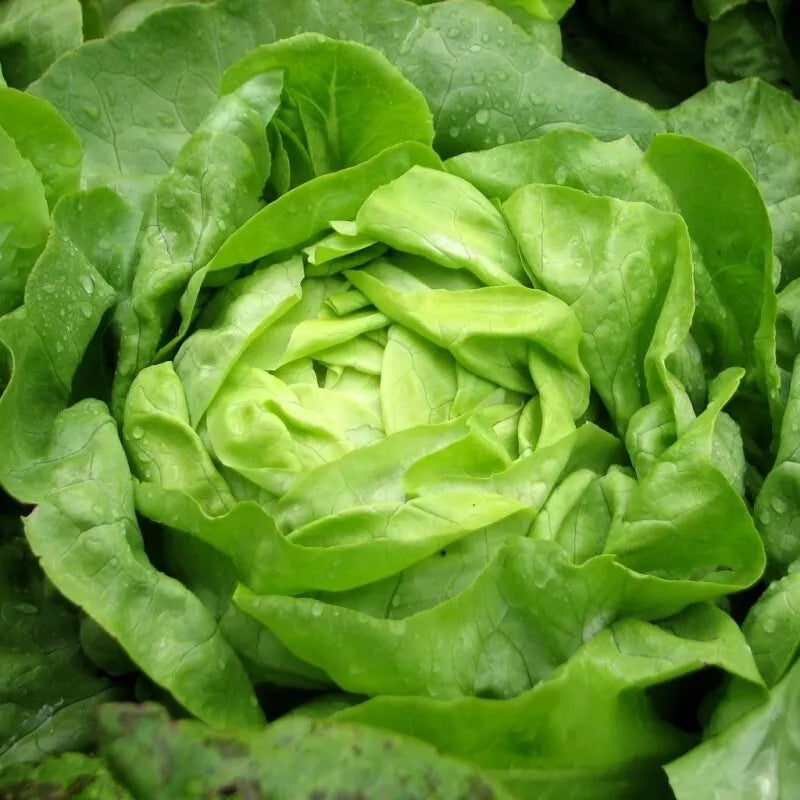 Buttercrunch Lettuce Seeds - Heirloom Non-GMO Organic, 1000+ Pack, Lactuca sativa, Garden Planting, Salad Greens, Compact Growth