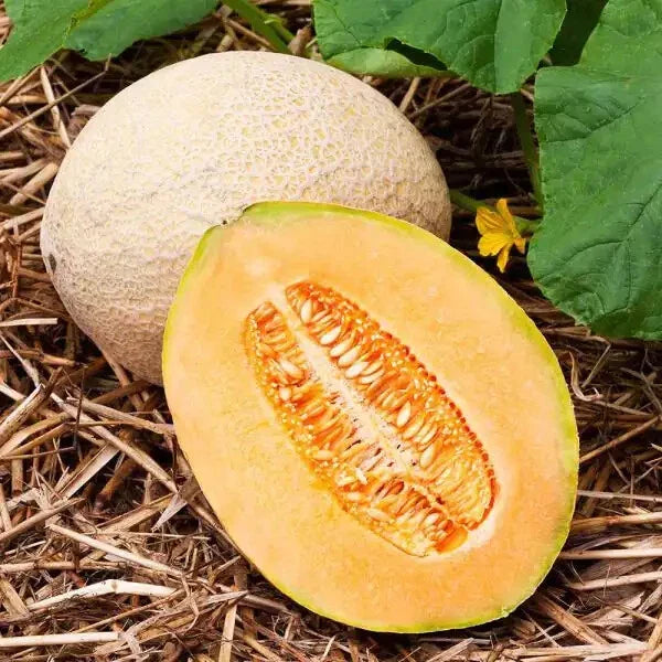 Hales Best Jumbo Cantaloupe Seeds - Heirloom Non-GMO Cucumis melo, Sweet Juicy Melons, 1050 Pack, Full Sun, Easy to Grow