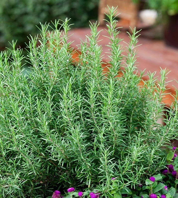 Rosemary Seeds - 50+ Culinary Perennial Herb - Rosmarinus officinalis - Evergreen Shrub for Garden & Container