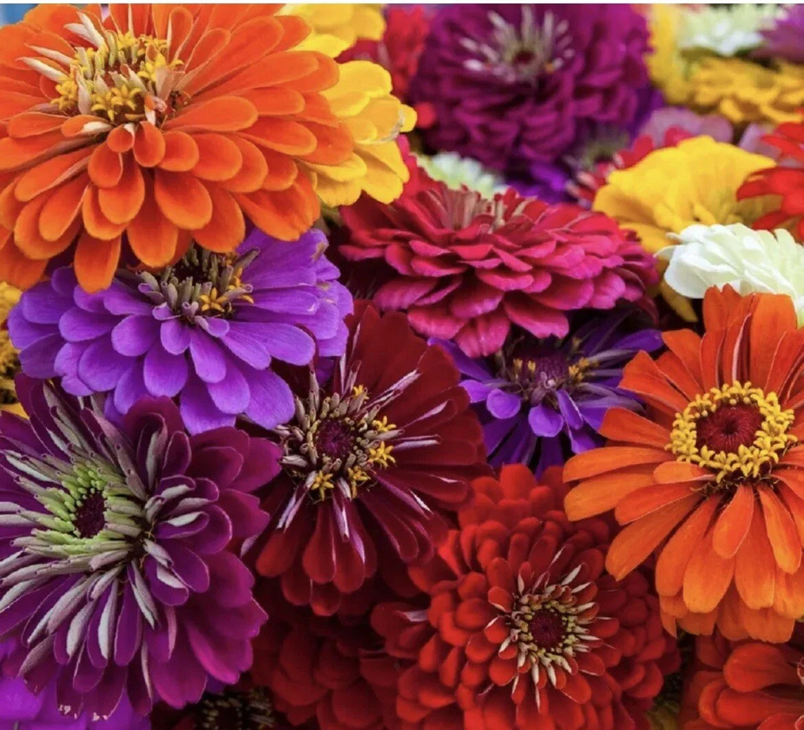 California Giant Zinnia Seeds - 25 Pack, Annual Flower, Butterfly Pollinator, Zinnia elegans, Easy to Grow, Vibrant Blooms