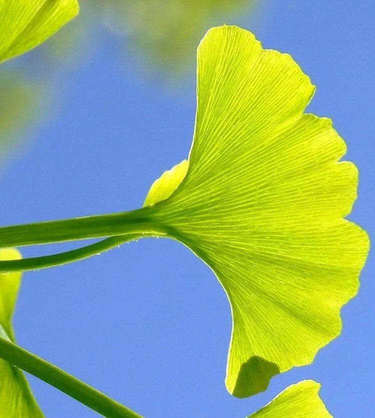 Ginkgo Biloba Cuttings 5+7 for Rooting and Grafting, Medicinal Tree, Ginkgo Tree Propagation Material