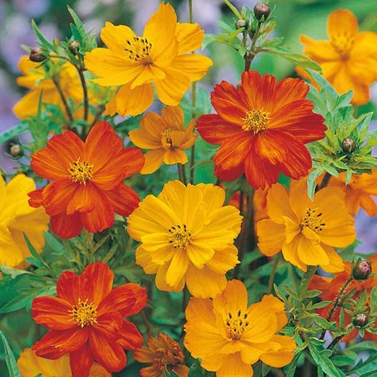 Cosmos Seeds POLIDOR Mix Citrus Shades - Non-GMO Flower Seeds for Borders, Containers & Cutting Gardens - Cosmos bipinnatus