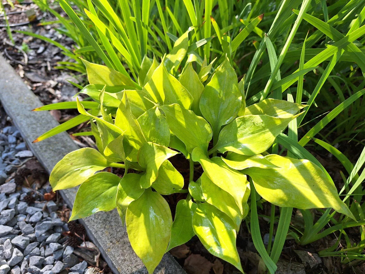 Hosta Luna Tick 5.25" Pot Perennial Shade Plant, Variegated Foliage, Hosta 'Luna Tick' - Ideal for Shaded Gardens