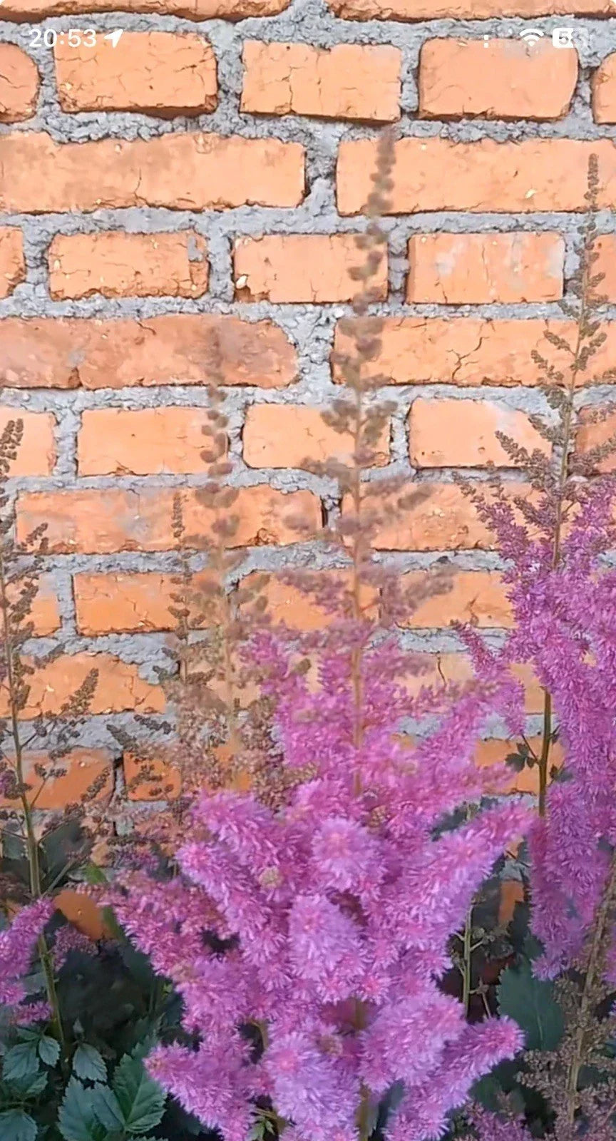 Astilbe Purple Lance Bare Root Plant – Shade Garden Perennial with Vibrant Purple Flowers, Astilbe chinensis